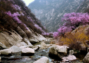 山间烂漫花 潺潺溪流景
