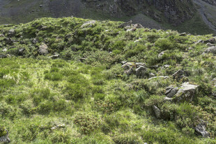 山间葱郁草地