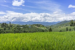 翠绿稻田与远山蓝天美景