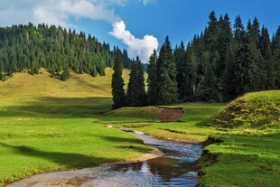 山间溪流旁的翠绿美景
