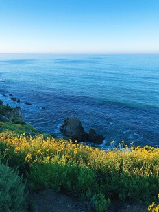 海边黄花绽放