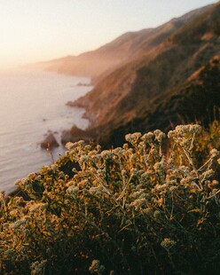海边日落旁的绚烂花草