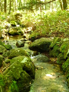 林间潺潺溪流