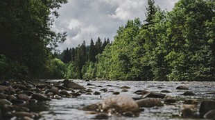 山间溪流葱郁