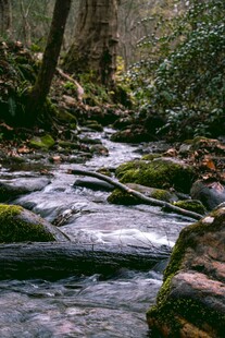 山林间潺潺流淌的
