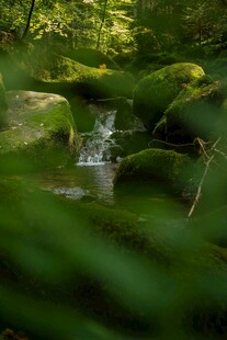 林间溪流绿意盎然