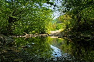 林间静谧溪流