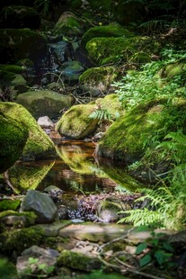 山间苔藓覆盖