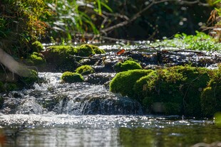 山间溪流苔藓