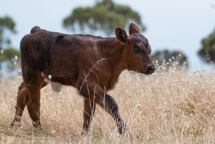 田野中行走的小牛犊