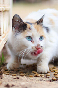 三色猫吐舌卖萌超可爱