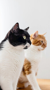 黑白橘猫对视瞬间