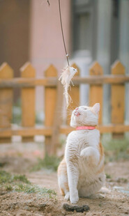猫咪后腿站立仰头望