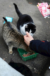 人喂两只可爱猫咪