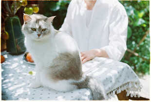 白衣人与长毛猫温馨画面