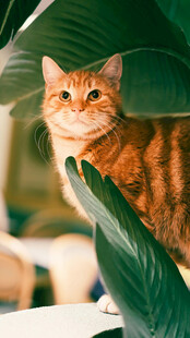 橘猫躲在绿叶间张望