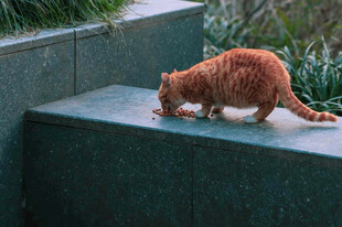 橘猫在石台上嗅闻