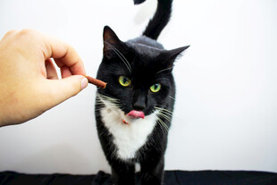 逗猫瞬间