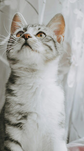 仰头猫咪