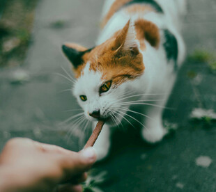猫咪伸舌舔食手指瞬间