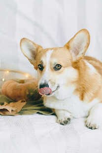 可爱柯基犬趴在柔软毯子上