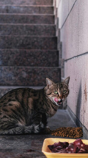 楼梯下进食的花斑猫咪