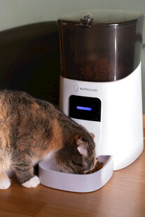 猫咪使用自动喂食器进食