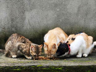 猫咪们专注进食画面