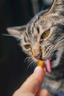 猫咪被喂零食瞬间