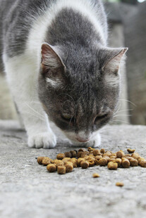 灰白猫咪低头吃猫粮