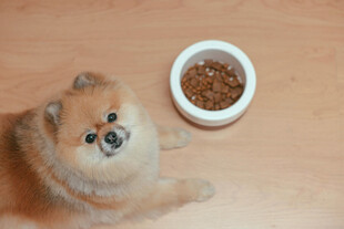 博美犬与食物碗