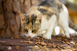 三色猫嗅闻地上猫粮