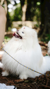 户外玩耍的白色博美犬