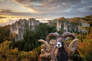 秋日山巅的奇幻羊角景观