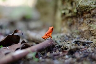 林间橙色小青蛙