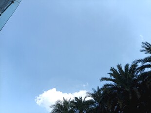 蓝天椰树间的白云