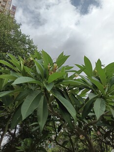 绿叶繁茂的植物景观