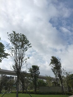 蓝天白云下的绿树景观