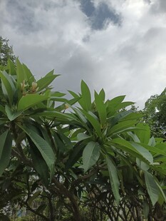绿叶繁茂的植物景观