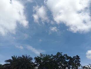 蓝天白云下的树木景观