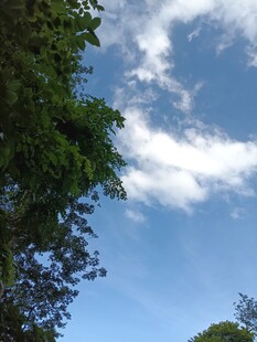 蓝天绿树间的白云美景