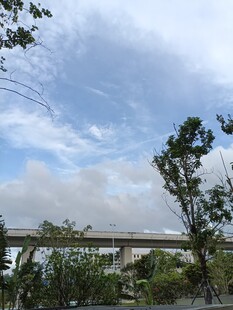 蓝天白云下的桥梁与绿树