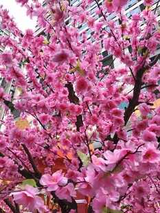烂漫粉色繁花枝头绽放