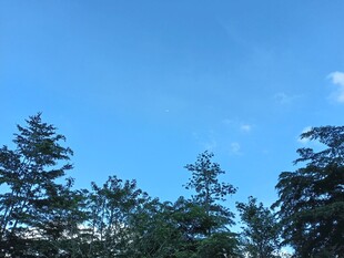 蓝天绿树风景图