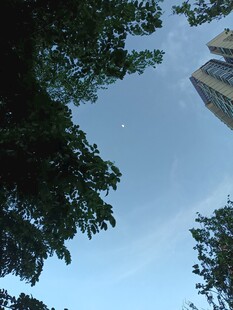 仰视绿树与高楼