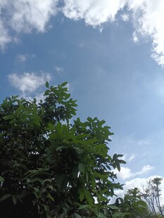 蓝天绿树间的清新景致