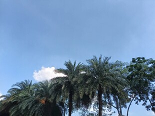 蓝天椰树风景图