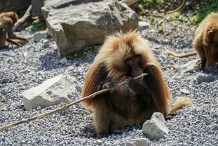 独坐碎石上的棕色猴子