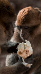 猴子进食瞬间