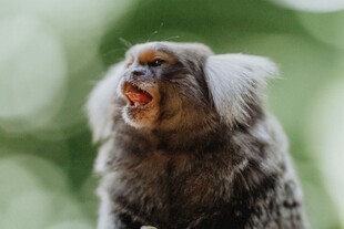张嘴的绒顶柽柳猴
